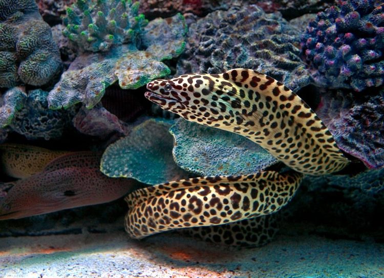 Рыба Мурена: как выглядит и чем питается, опасна ли для человека, размеры и где обитает