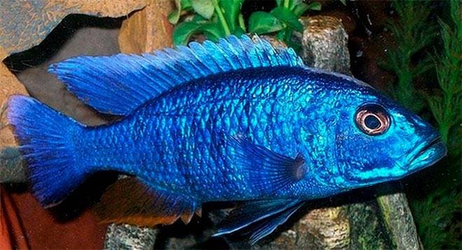 Африканский васильковый хаплохромис Африканский васильковый хаплохромис