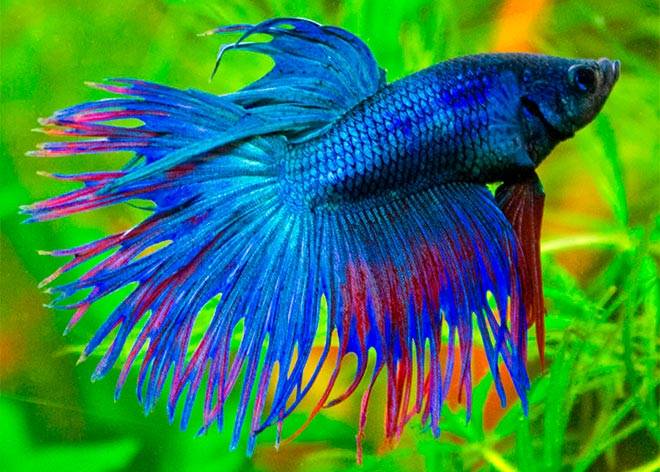 Бойцовая рыбка петушок Бойцовая рыбка петушок