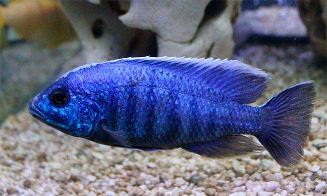 Королева ньяса Королева ньяса