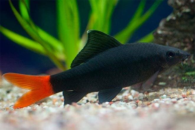 Лабео биколор Лабео биколор