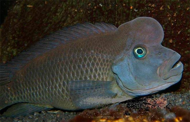 Львиноголовая цихлида Львиноголовая цихлида