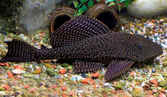 Парчовый глиптоперихт Парчовый глиптоперихт