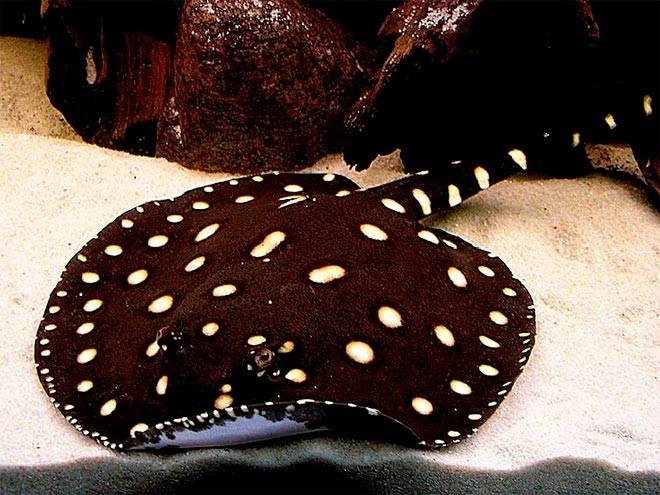 Скат Моторо Леопольди Скат Моторо Леопольди