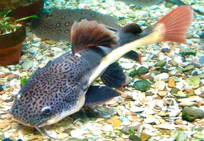 Сом оринокский Сом оринокский