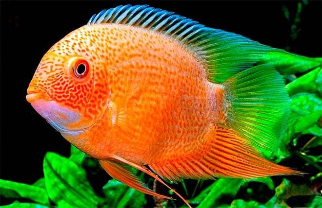 Цихлазома северум Цихлазома северум