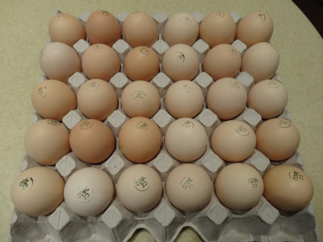 Яйцо голошейных кур