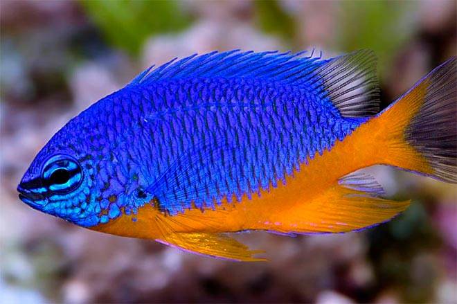 Желтохвостая хризиптера Желтохвостая хризиптера