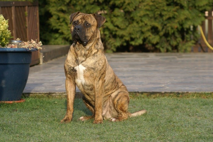 Аланская боевая собака Древняя порода