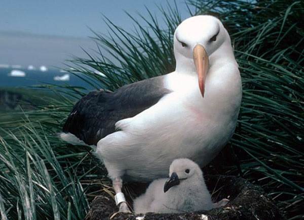 Альбатрос-описание-птицы-особенности-образ жизни-и-среда обитания-альбатрос-5