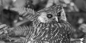 20 животных, вымерших в результате человеческой деятельности Смеющаяся сова