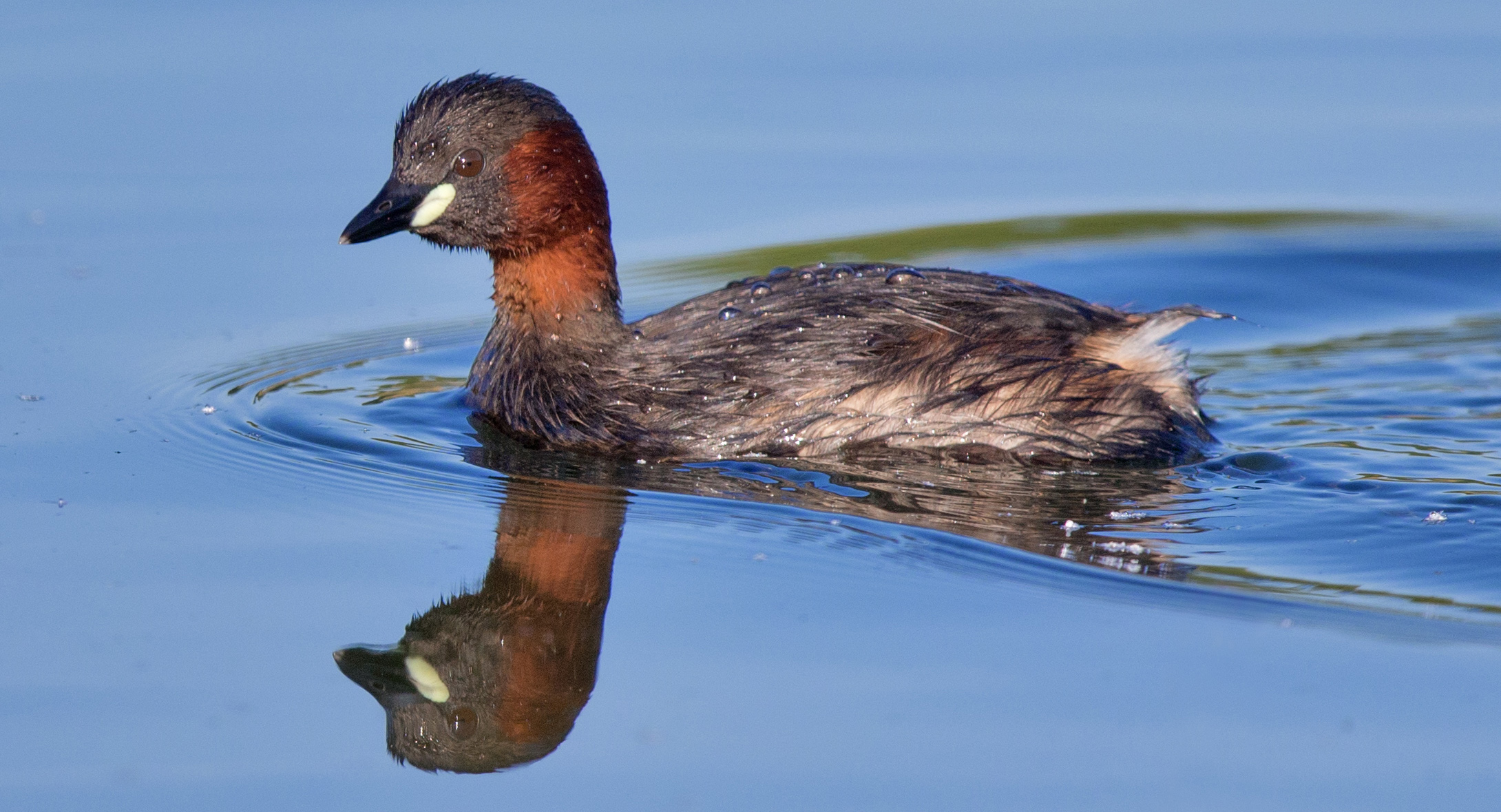20 животных, вымерших в результате человеческой деятельности Карликовая поганка