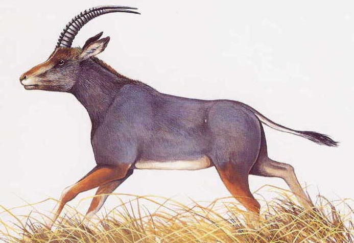 20 животных, вымерших в результате человеческой деятельности Голубая антилопа