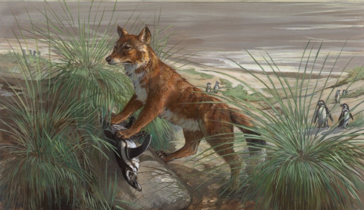 20 животных, вымерших в результате человеческой деятельности Варрах или фолклендская лисица