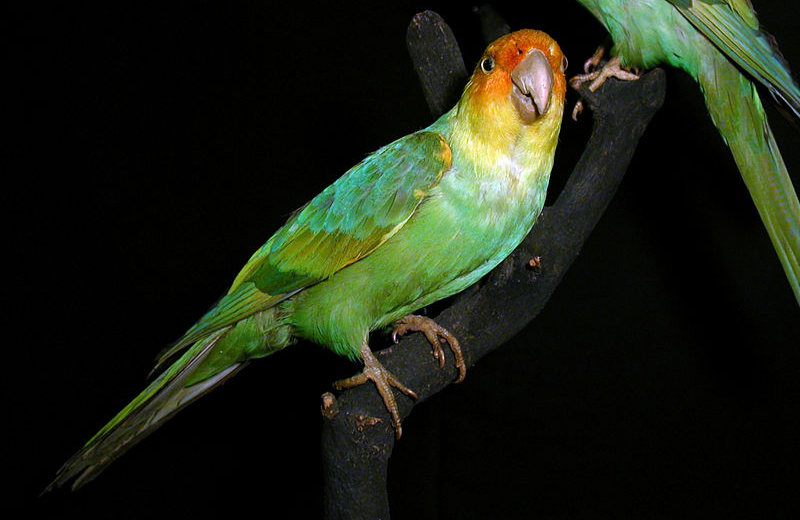 20 животных, вымерших в результате человеческой деятельности Каролинский попугай