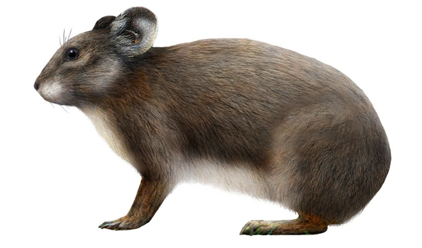 20 животных, вымерших в результате человеческой деятельности Сардинская пищуха