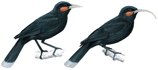 20 животных, вымерших в результате человеческой деятельности Разноклювая гуйя