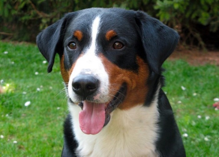 Собака среднего размера