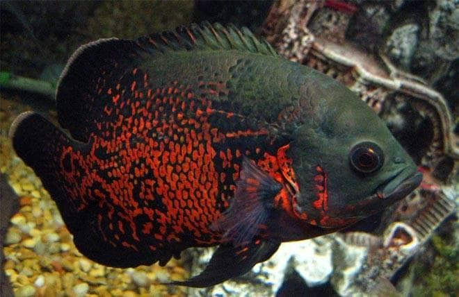 астронотус астронотус