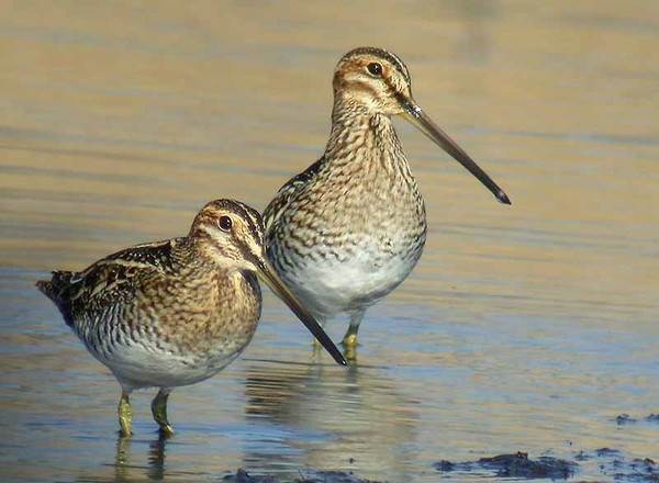 Бекас-птица-Описание-особенности-образ-жизни-и-среда-обитания-бекаса-15