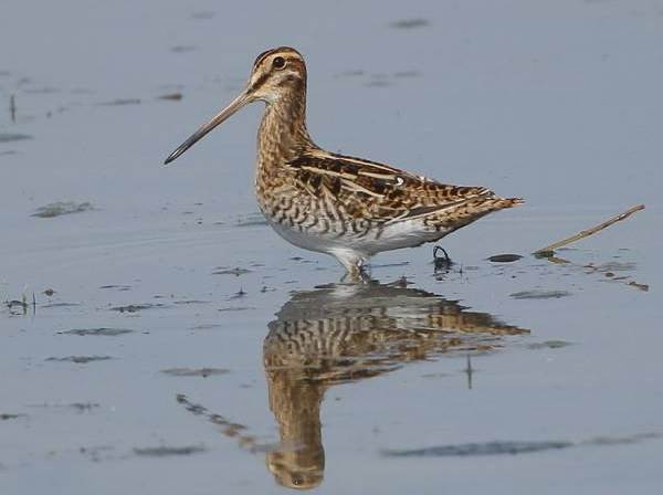 Бекас-птица-Описание-особенности-образ-жизни-и-среда-обитания-бекаса-16