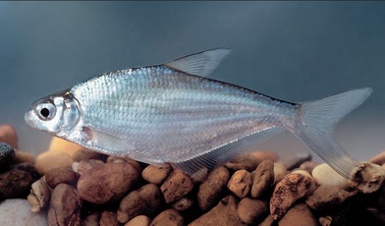 Красная книга Краснодарского края