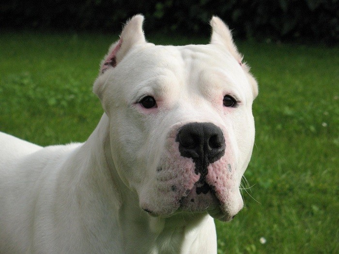 Распространенные болезни Какие бывают