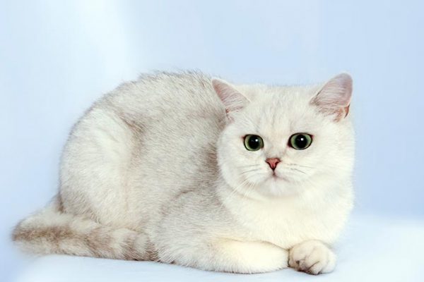 Британская серебристая шиншилла
