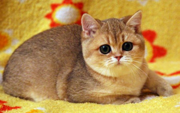 Британская золотая шиншилла