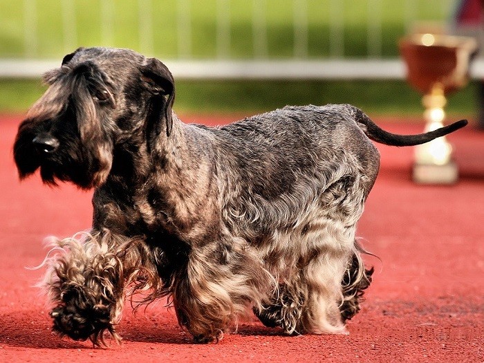 Характеристики породы Описание