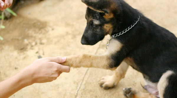 Пастух выполняет команду: дай мне лапу Пастух выполняет команду: дай мне лапу