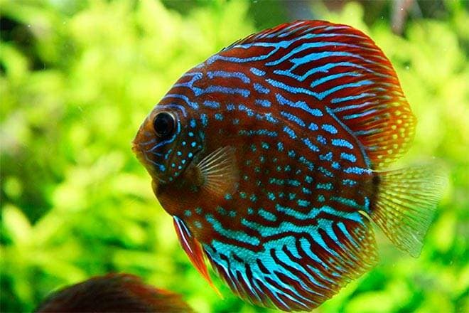 дискус дискус