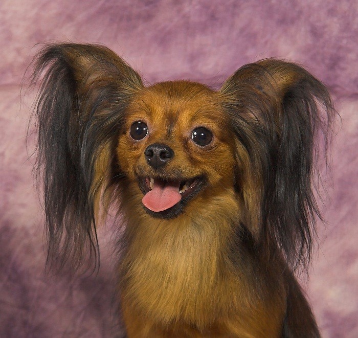 Langhåret toy terrier opprinnelse