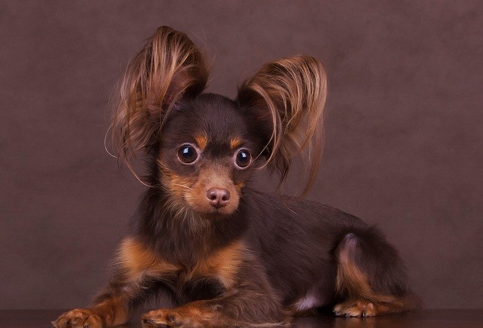 Langhåret toy terrier