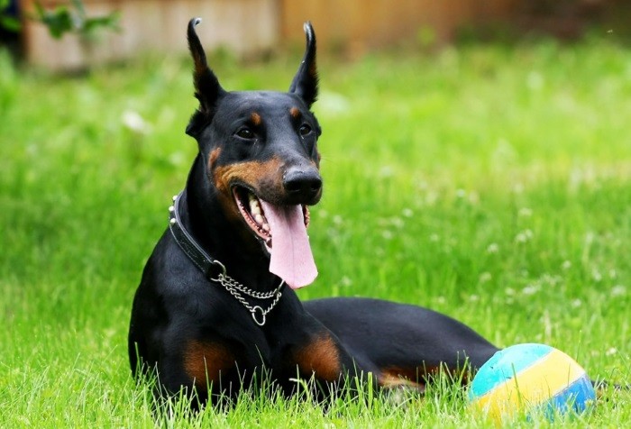 Funksjoner ved trening Elsker trening