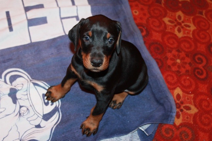 Trene og oppdra en hund Oppdragelse