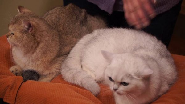 Две шиншиллы