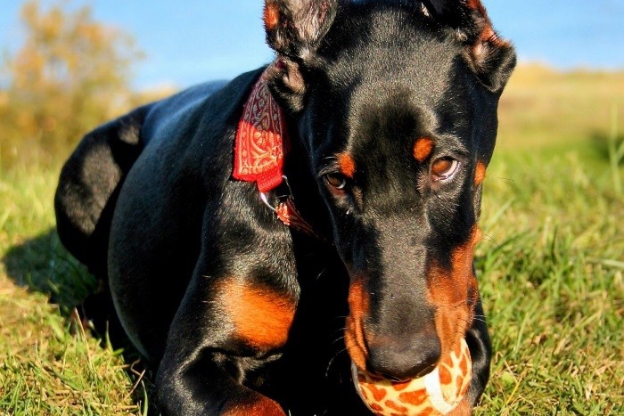 Nyttige og dårlige vaner Karaktertrekk