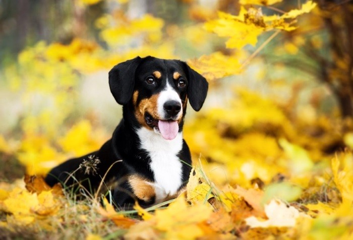 Короткошерстная