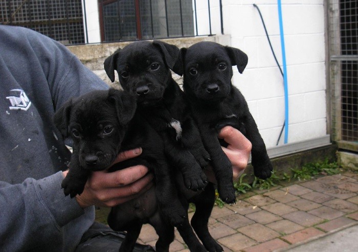 Профессиональные питомники Средняя цена