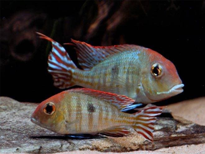 геофагус оранжевоголовый геофагус оранжевоголовый