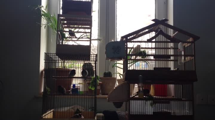 Вьюрок или Юрок?