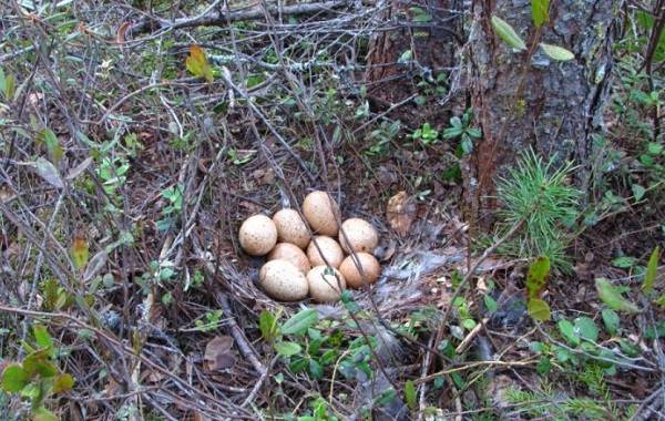 Глухарь-птица-Образ-жизни-и-среда-обитания-глухаря-16