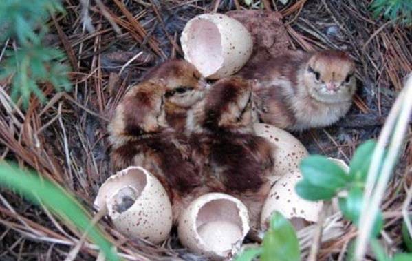 Глухарь-птица-Образ-жизни-и-среда-обитания-глухаря-17