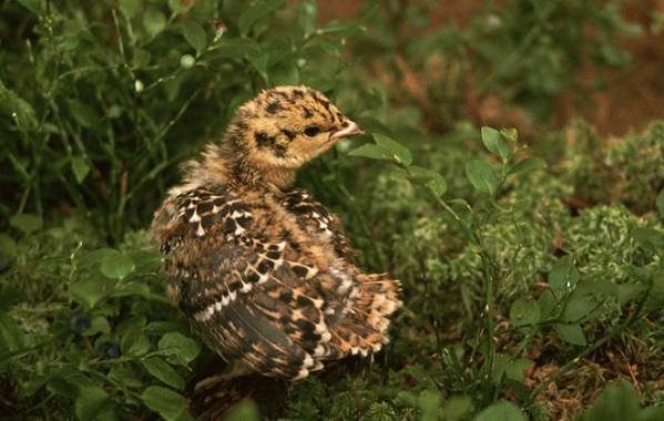 Глухарь-птица-Образ-жизни-и-среда-обитания-глухаря-18