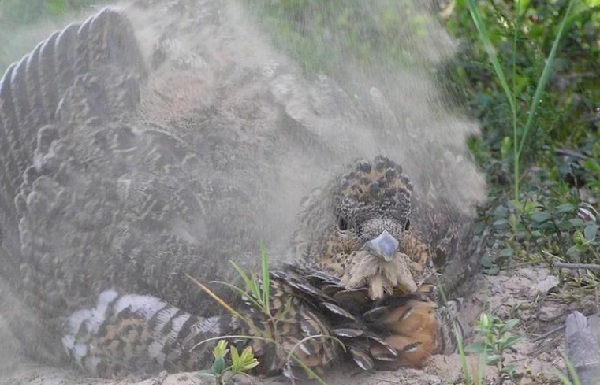 Глухарь-птица-Образ-жизни-и-среда-обитания-глухаря-19