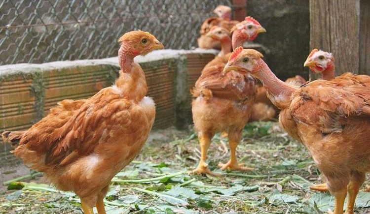 Голошейная порода кур: описание, продуктивность, экстерьер