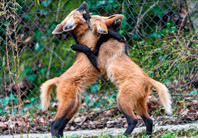 Свое потомство гривистые волки воспитывают совместно Свое потомство гривистые волки воспитывают совместно