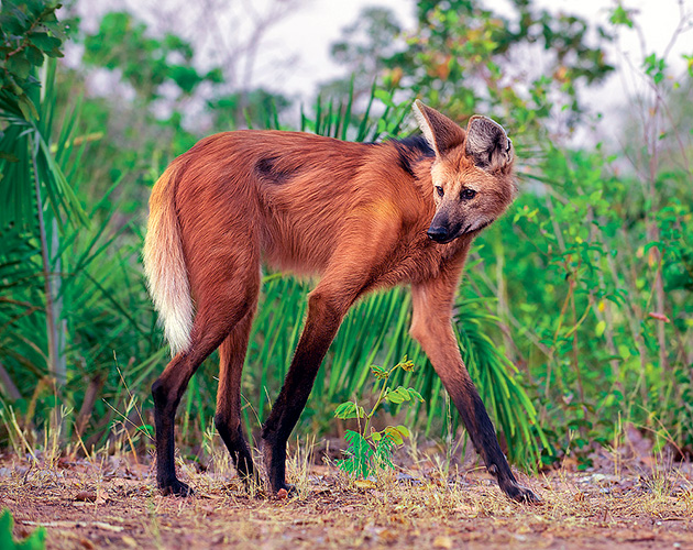 Гривистый волк или гуара Гривистый волк или гуара