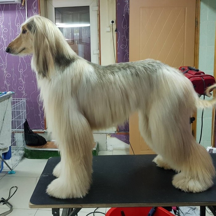 Уход за шерстью Стрижка